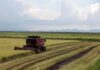 Vietnamese Rice Variety Creates a Sensation as Cuban Ambassador Personally Visits Local Farmers’ Fields to Learn More