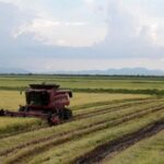 Vietnamese Rice Variety Creates a Sensation as Cuban Ambassador Personally Visits Local Farmers’ Fields to Learn More