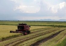 Vietnamese Rice Variety Creates a Sensation as Cuban Ambassador Personally Visits Local Farmers’ Fields to Learn More