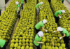 Record-Breaking Durian Exports Achieved