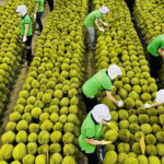 Record-Breaking Durian Exports Achieved