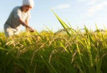 The Plight of the World’s 4th Largest Economy: Rice Imports Surge 100x, Domestic Goods Face ‘Storm After Storm’