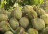 Durian Exports Skyrocket 200% in Just One Month
