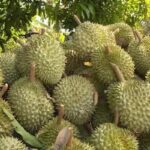Durian Exports Skyrocket 200% in Just One Month