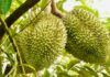 Pilot Program for Durian Traceability Using Tags Issued by the Ministry of Public Security