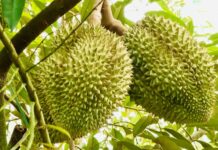 Pilot Program for Durian Traceability Using Tags Issued by the Ministry of Public Security