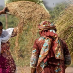 Cambodia’s Rice Crisis: Prices Plummet 28%, Imports Surge, Local Farmers Left Struggling