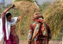 Cambodia’s Rice Crisis: Prices Plummet 28%, Imports Surge, Local Farmers Left Struggling