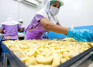 Vietnamese and Thai Durian Rivals Face Unexpected Setback: Premium Varieties Hit Decade-Low Prices, Leaving Farmers Struggling