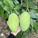 Mekong Delta’s Agro-Aquatic Prices: Hòa Lộc Mangoes Sold Out, Farmers Left with None to Sell