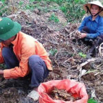 The Golden-Bearing Tree of the Mountains