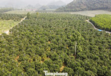 Bountiful Harvest of Thanh Hoa’s Renowned Specialty Oranges