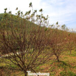 Devastating Storms Leave Farmers Reeling as Dried Persimmons Perish, Threatening Lunar New Year Harvest