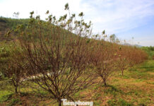 Devastating Storms Leave Farmers Reeling as Dried Persimmons Perish, Threatening Lunar New Year Harvest