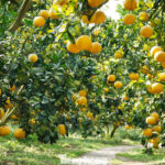 Tết Bonanza: Farmers Reap Billions from Pomelo Harvest
