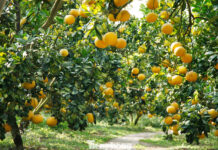 Tết Bonanza: Farmers Reap Billions from Pomelo Harvest