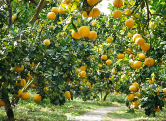 Tết Bonanza: Farmers Reap Billions from Pomelo Harvest