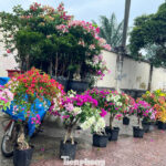 Lunar New Year Flowers Hit the Streets, Skyrocketing Prices for Dien Pomelos in Ho Chi Minh City