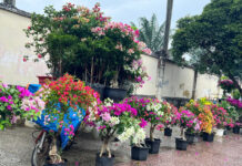 Lunar New Year Flowers Hit the Streets, Skyrocketing Prices for Dien Pomelos in Ho Chi Minh City