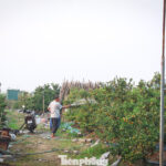 Premium Ornamental Pomelos and Kumquats: Million-Dollar Masterpieces Hit the Streets