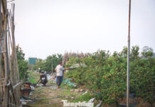 Premium Ornamental Pomelos and Kumquats: Million-Dollar Masterpieces Hit the Streets