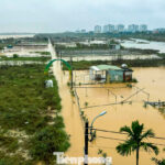 Skyrocketing Seed Prices Leave Da Nang Vegetable Farmers Anxious About Lunar New Year Losses