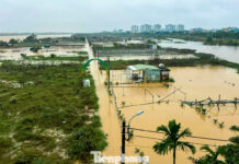 Skyrocketing Seed Prices Leave Da Nang Vegetable Farmers Anxious About Lunar New Year Losses