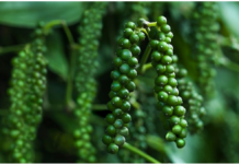 Vietnam’s 6 Hidden Gems Generate $468 Billion, Propelling the Nation into the Global Top 15