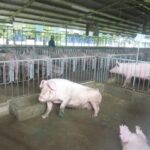 Pork Prices Surge: What to Expect This Lunar New Year