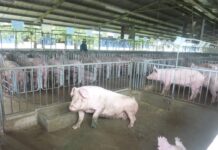 Pork Prices Surge: What to Expect This Lunar New Year