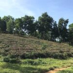 2026 Onwards: Reduced Fees for Converting Garden and Pond Land to Residential Land