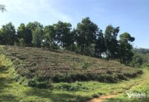 2026 Onwards: Reduced Fees for Converting Garden and Pond Land to Residential Land