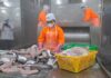 Year-End Joy for Seafood Businesses: Tax Relief Announced