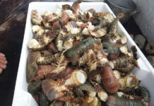 Massive Lobster Die-Off Amid Floods Leaves Farmers Devastated