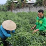 Record-Breaking Fruit Prices Propel Tuyen Quang Farmers to Nearly One Billion Dong per Harvest