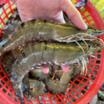 Challenges Besiege the Seafood Industry