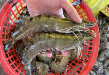 Challenges Besiege the Seafood Industry