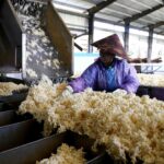 Vietnam’s “White Gold” Floods Neighboring Countries: A Global Favorite with Over 900,000 Hectares Cultivated