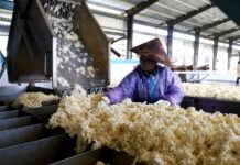 Vietnam’s “White Gold” Floods Neighboring Countries: A Global Favorite with Over 900,000 Hectares Cultivated