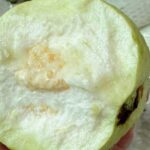 Hưng Yên Farmers Reap Big Profits as Traders Flock to Buy Crisp, Sweet Specialty Fruits