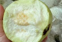 Hưng Yên Farmers Reap Big Profits as Traders Flock to Buy Crisp, Sweet Specialty Fruits