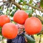 The Once Royal Ruby Fruit Now Sought After for Tet at 2 Million VND Per Piece