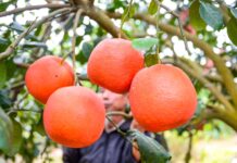 The Once Royal Ruby Fruit Now Sought After for Tet at 2 Million VND Per Piece