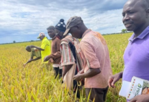 Global Surplus Concerns Rise as One Nation Faces Severe Rice Shortage: Producing Less Than 20% Domestically, Leaving a Deficit of Over 380,000 Tons