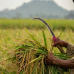 A Nation’s Rice Imports Surge 95-Fold in 2025: Neither Thailand Nor Vietnam Emerge as Top Suppliers