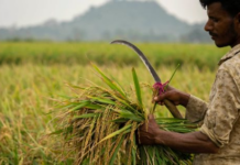 A Nation’s Rice Imports Surge 95-Fold in 2025: Neither Thailand Nor Vietnam Emerge as Top Suppliers