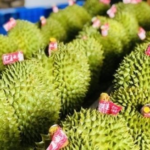 Thailand and Vietnam’s Durian Blues: Another Major Player Officially Brings Frozen Exports to China