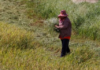 India’s Rice Exports Face New Asian Challenge After Overtaking China