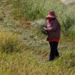 India’s Rice Exports Face New Asian Challenge After Overtaking China