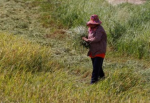 India’s Rice Exports Face New Asian Challenge After Overtaking China